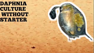 HOW TO CULTURE DAPHNIA NATURALLY WITHOUT A STARTER [upl. by Ytsenoh]