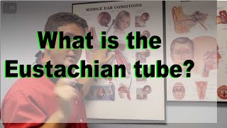 Eustachian Tube explained [upl. by Danna]