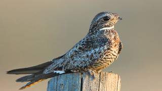 Voices Common Nighthawk [upl. by Inail746]