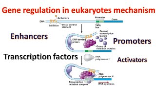 Gene regulation in Eukaryotes Promoters  Transcription factors  Enhancers Genetics for beginners [upl. by Dacie]