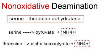 Nonoxidative deamination [upl. by Nira815]