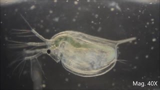 Daphnia magna under the Microscope [upl. by Ralyks917]