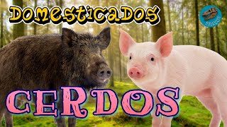 Domesticados CERDOS ¿Dónde y cuándo se domesticaron estos animales [upl. by Htebizile905]