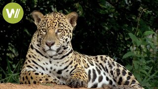 Secret Brazil Jaguar the king of the Pantanal  Animal documentary  Part 12 [upl. by Varian]