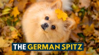 German Spitz 10 Reasons Why We Absolutely Love This Tiny Ancient Dog Breed [upl. by Erinn]