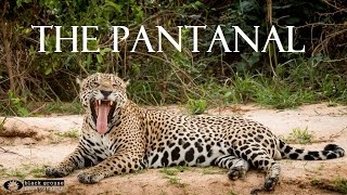 Pantanal  Wildlife Adventure in Brazil Full HD [upl. by Sverre453]