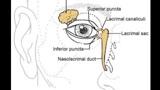 GCSE Biology Revision quotThe Eyequot Triple [upl. by Irfan]