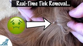 Preventing Tick Infestations in Dogs [upl. by Felder]