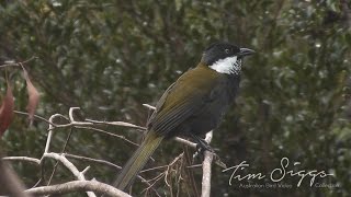 Eastern Whipbird call Psophodes olivaceus HD Video clip 12 Tim Siggs ABVC [upl. by Chenay]