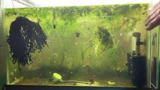 Scuds Daphnia Cherry Shrimp Copepods My aquatic food culture [upl. by Barbee]