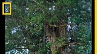 Redwoods The Tallest Trees  National Geographic [upl. by Ojok]