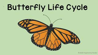 Butterfly Life Cycle [upl. by Llenhoj910]