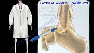 Ankle Ligaments Anatomy  Everything You Need To Know  Dr Nabil Ebraheim [upl. by Dixon]