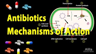 Antibiotics  Mechanisms of Action Animation [upl. by Stovall482]