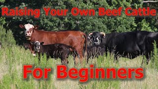 Raising Your Own Beef Cattle For Beginners [upl. by Suirred]