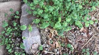 How to get rid of henbit [upl. by Enuj303]