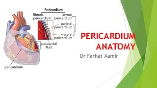 Pericardium Anatomy [upl. by Atinal905]