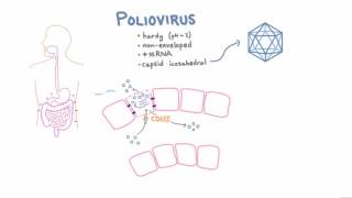 Polio Pathophysiology [upl. by Anayad]