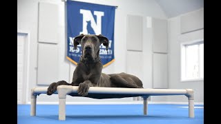 Daisy Great Dane Puppy Camp Dog Training Video Demonstration [upl. by Lattonia]