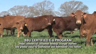 Beefmaster Breed Featured on The American Rancher [upl. by Siul901]