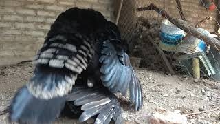 Mating of TurkeysApareamiento de Pavos Guajolotes Tundos Meleagris gallopavo [upl. by Esteban]