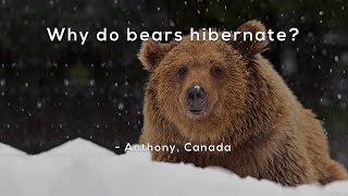 Why do bears hibernate [upl. by Yatnuahc163]