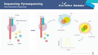 NGS Introduction  Creative Biolabs [upl. by Behrens225]