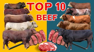 Top 10 Cattle Beef Breeds  Highest Average Daily Gain the World from Weaning to Yearling Age [upl. by Greenfield954]