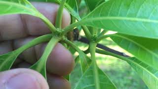 How to Find Mango Budwood for Grafting [upl. by Nnylyma]