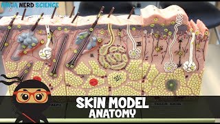 Integumentary System  Skin Model Anatomy [upl. by Gardia]