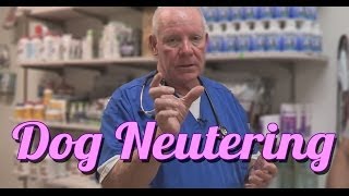 Should You Neuter Your Dog  Ask the Expert  Dr David Randall [upl. by Hawker]