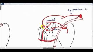 anastomosis around shoulder joint DR SAMEH GHAZY [upl. by Brittne]