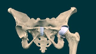 Articulacion de la cadera [upl. by Shiri]