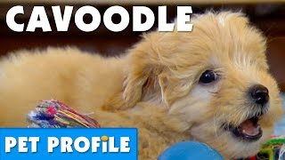 Cavoodle Pet Profile  Bondi Vet [upl. by Marketa]