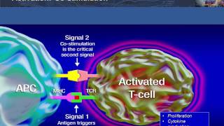 Antigen Presentation T Cell Activation and Deactivation [upl. by Laira]