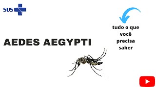 Aedes Aegypti  biologia do vetor ciclo de transmissão doenças transmissão fases e controle [upl. by Eniamrej]