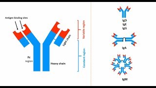 Antibodies Structures types and functions [upl. by Eitsym540]