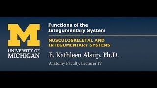 Integumentary System Functions [upl. by Eidak]