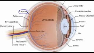 Eye anatomy [upl. by Quickman]