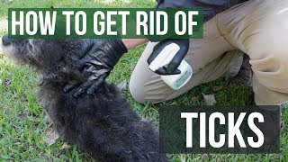 How to Get Rid of Ticks 4 Easy Steps [upl. by Ugo]