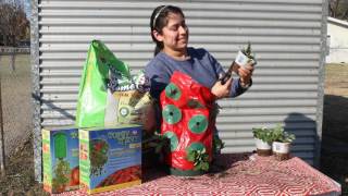 How to Use a Topsy Turvy Strawberry Planter [upl. by Eahcim809]