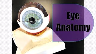 Eye Anatomy [upl. by Wahlstrom]