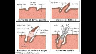 What are Dermal Papillae [upl. by Sandie]