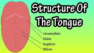 Surface anatomy of the tongue preview  Human Anatomy  Kenhub [upl. by Terrej]