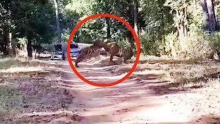 Watch 2 fullgrown Tigers engage in territorial fight [upl. by Roldan713]