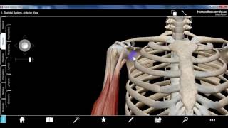 upper limb1b DR SAMEH GHAZY [upl. by Riocard]