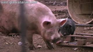 ⭕🐽🐷EL GRAN CERDO  The big PIG🐷🐽⭕🐖🐗 [upl. by Chariot]