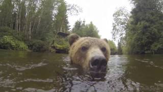 Swimming with a Grizzly Bear [upl. by Ailis402]