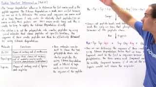 Sequencing Amino Acids in Proteins [upl. by Llireva]