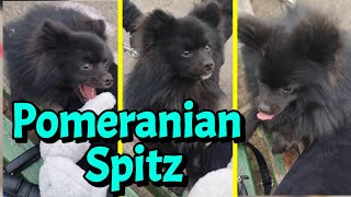 Playing with Black German Spitz Pomeranian Dog🥰 [upl. by Dib566]